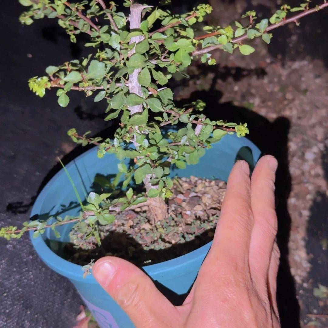 宣***森块根植物块根植物