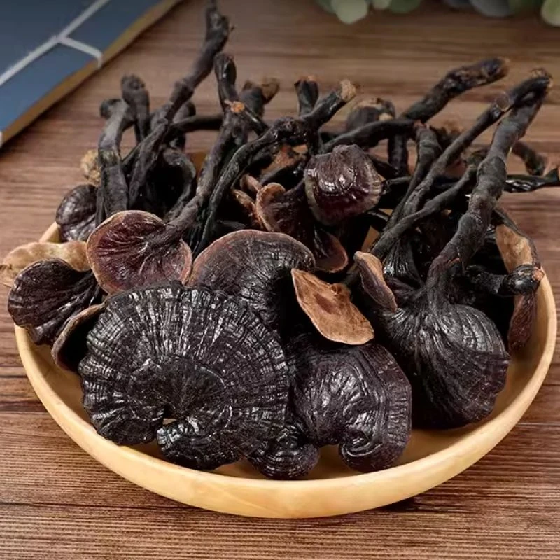 大山里的珍品    灵芝