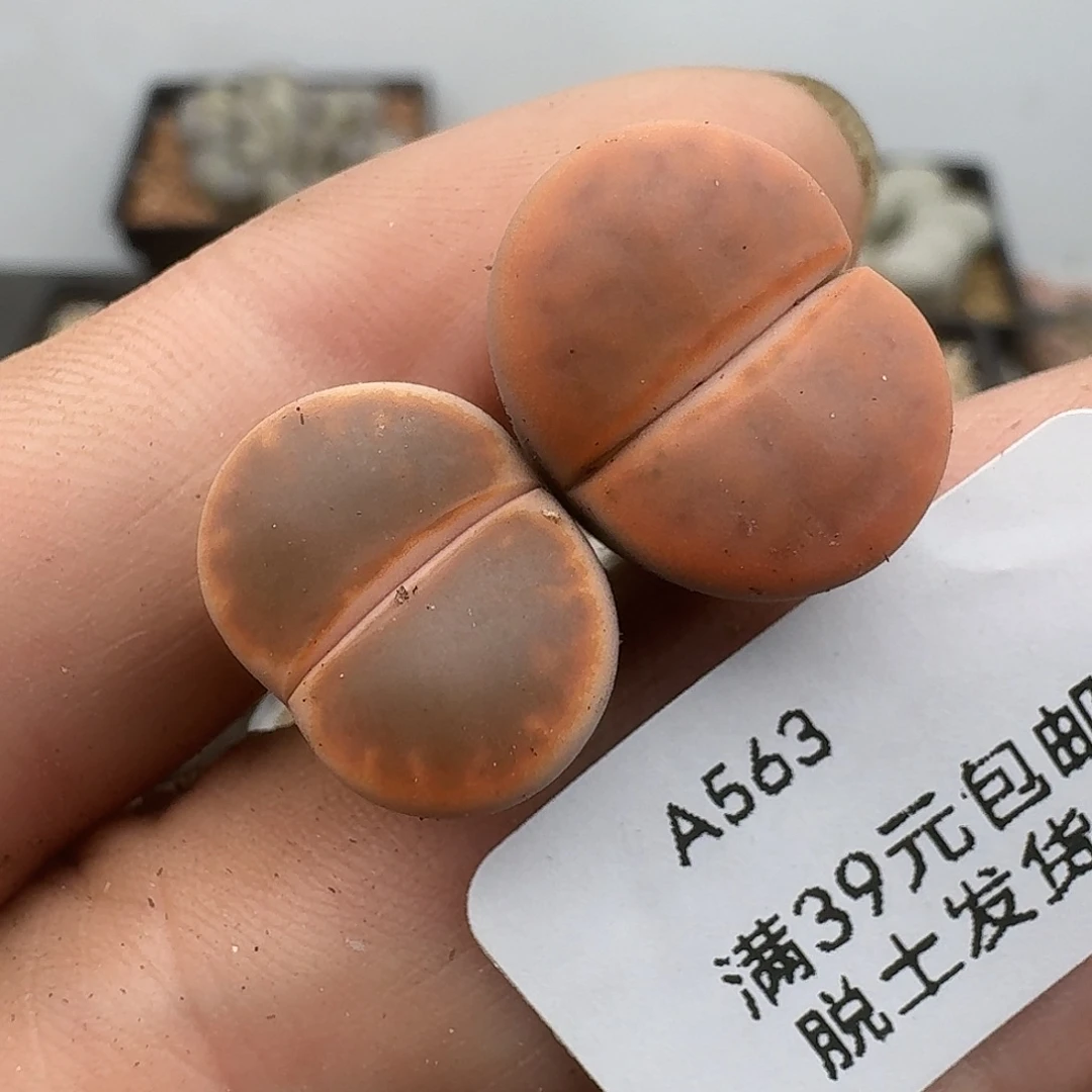 563全窗钢铁石哈哈哈哈哈