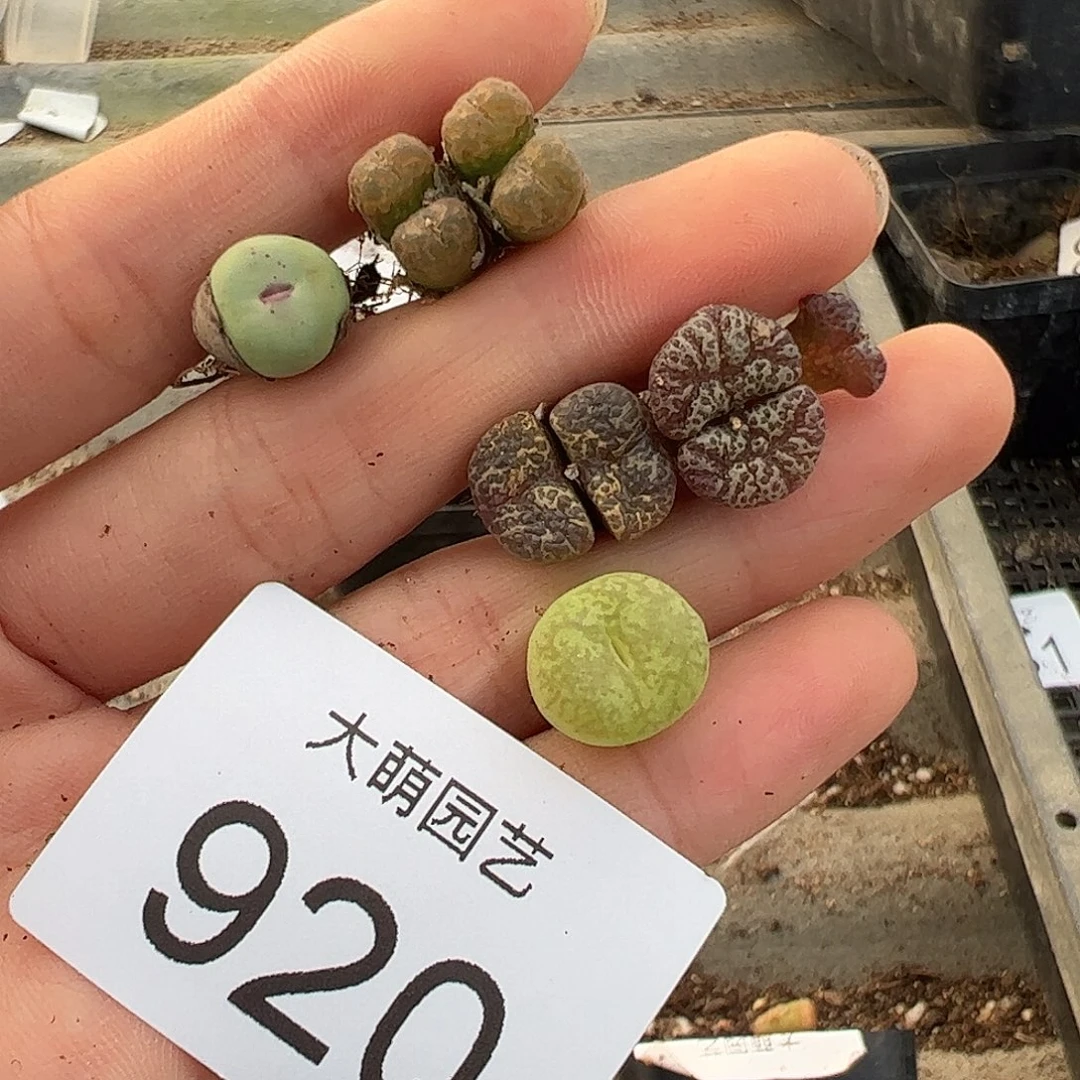 一物一拍。          无售后920
