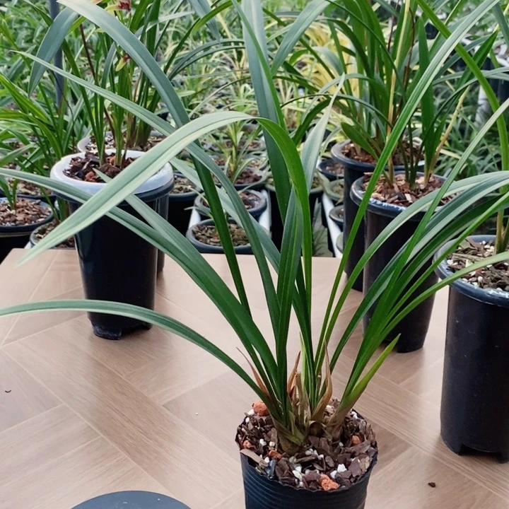 白***隐无花朵鱼神大贡鱼审好看