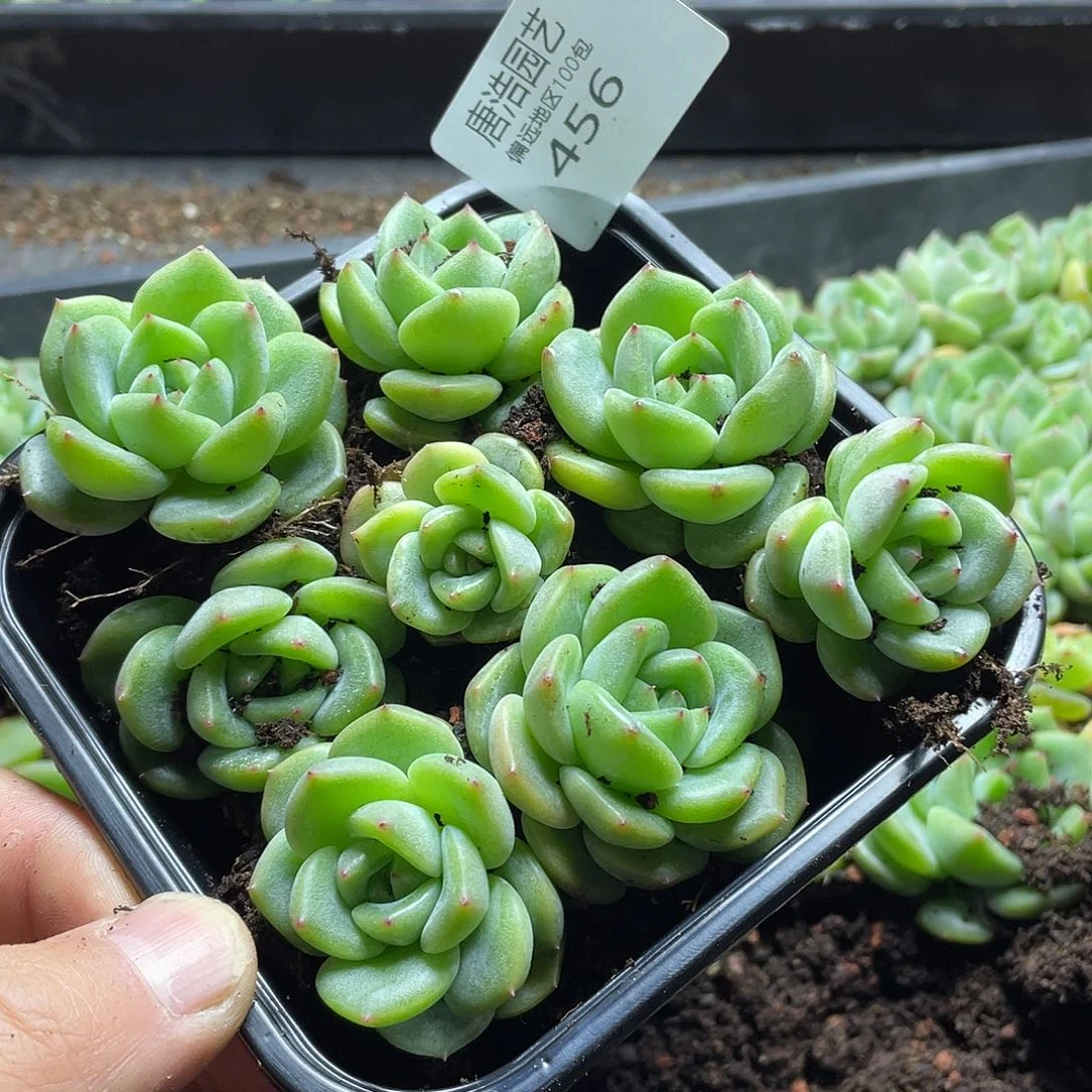 @**@珍妮一物一拍456