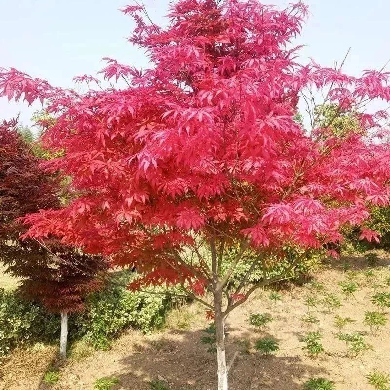 鸡爪槭红枫小叶红庭院地栽盆栽南北方种植超耐寒绿植