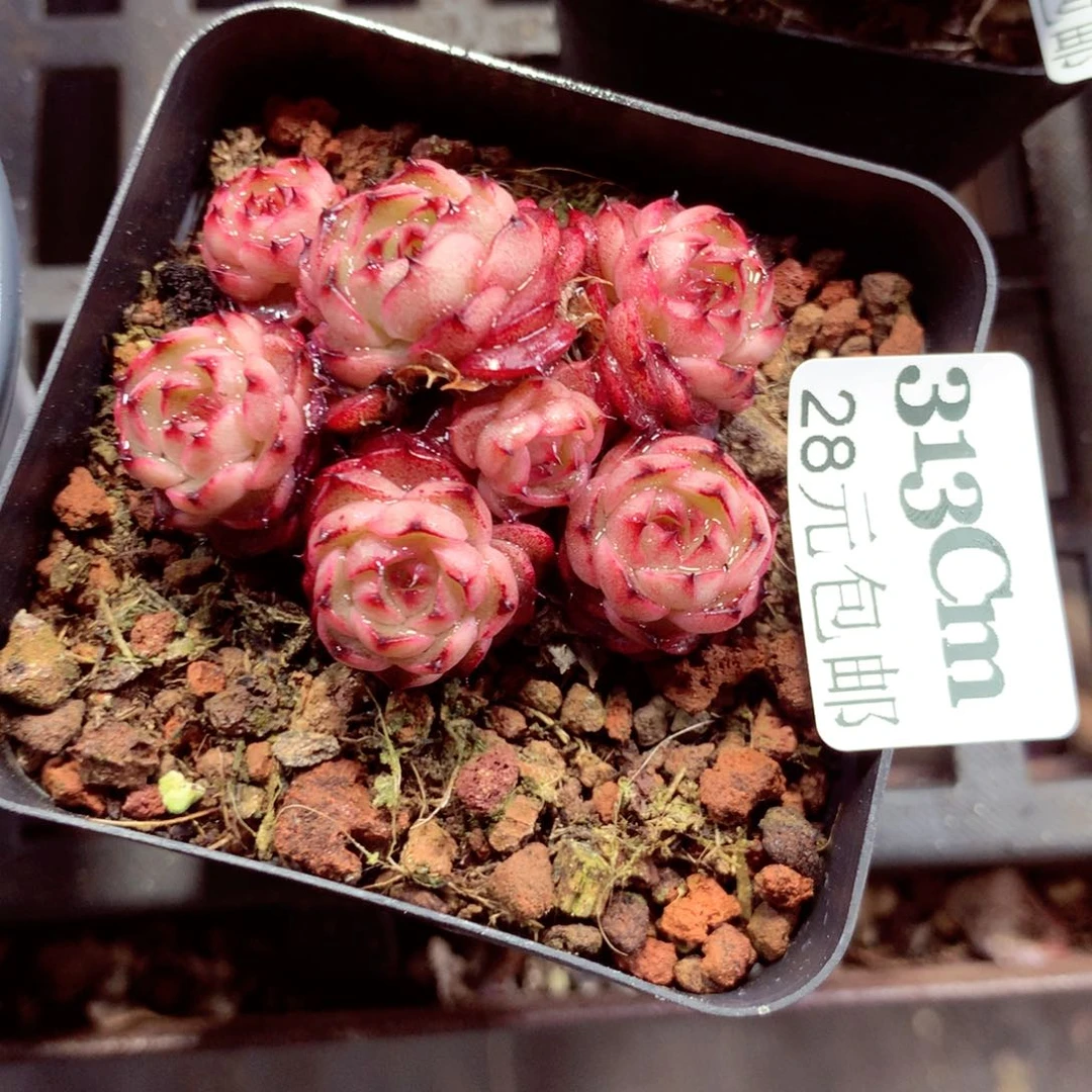 5厘米盆精控多肉313