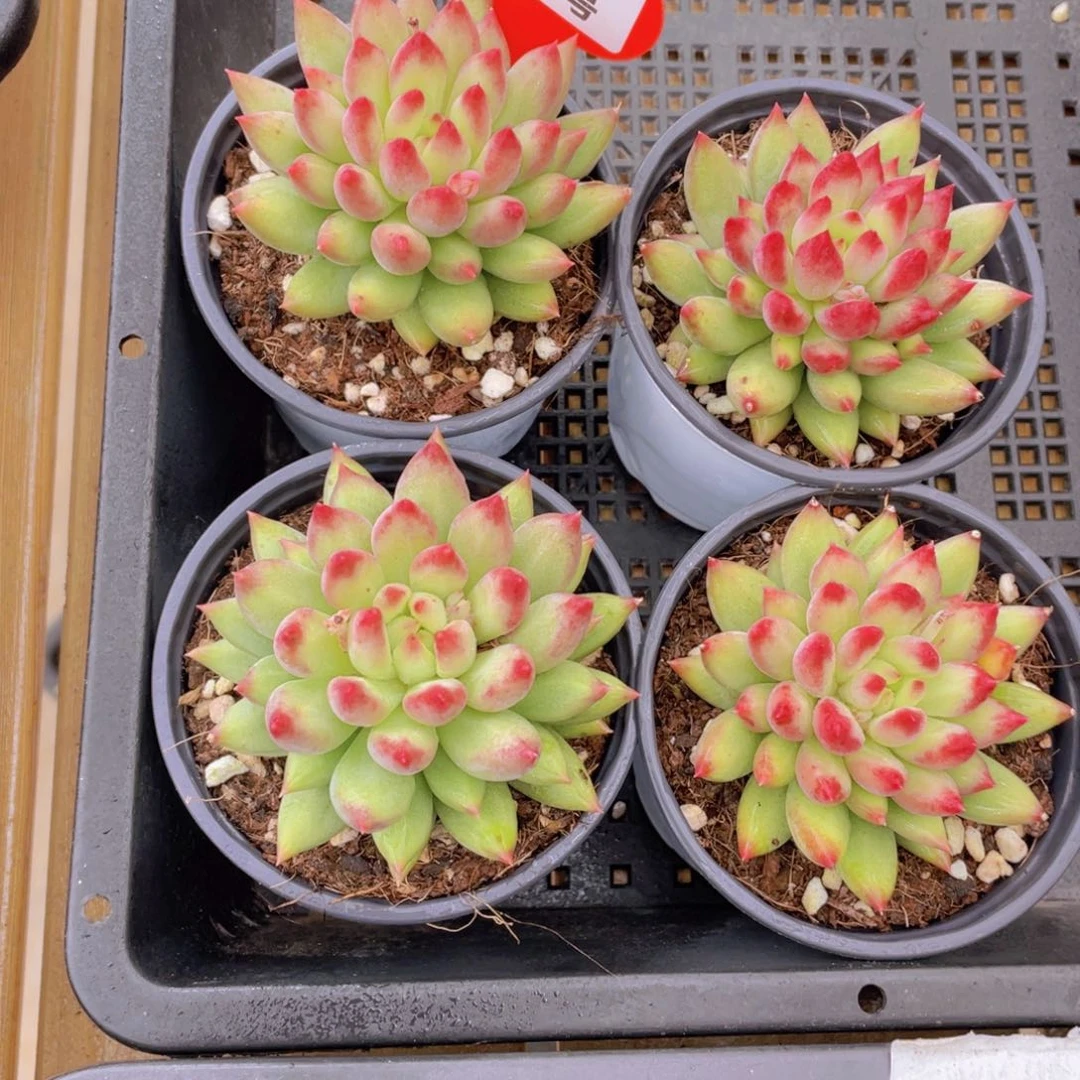 1265号 岩字单头一个