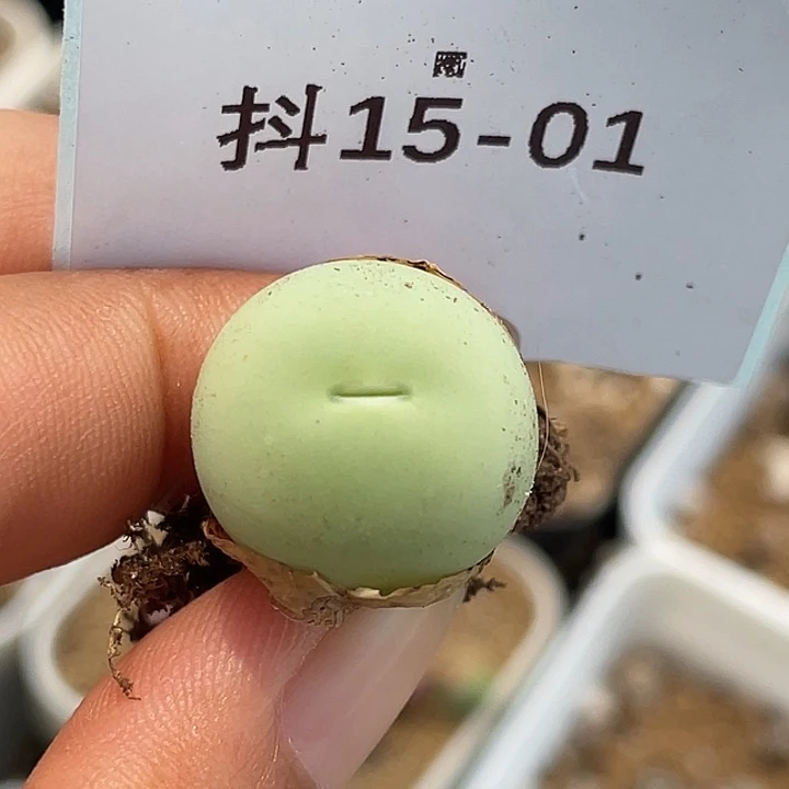15-1鸽子蛋多肉植物
