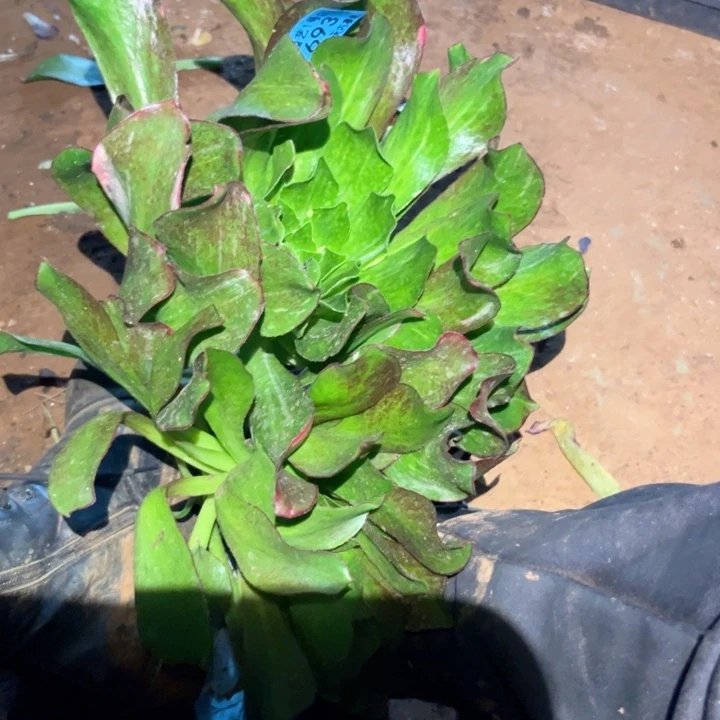 薇*魅影七彩7693多肉植物