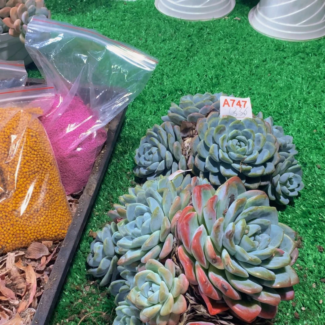 下播福利冰玉多肉植物