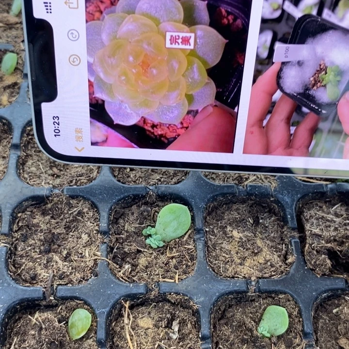 甜心p100芽苗一个多肉