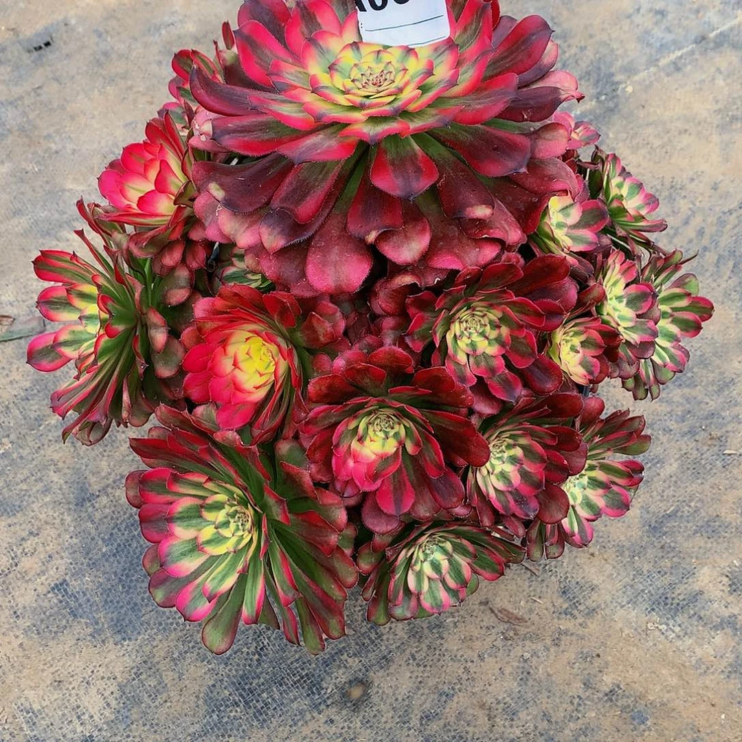 048多肉法师美亚