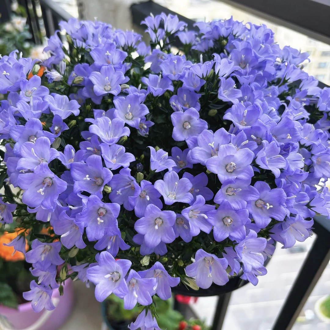 意大利风铃长势旺盛爆花机器室内室外新手易养护