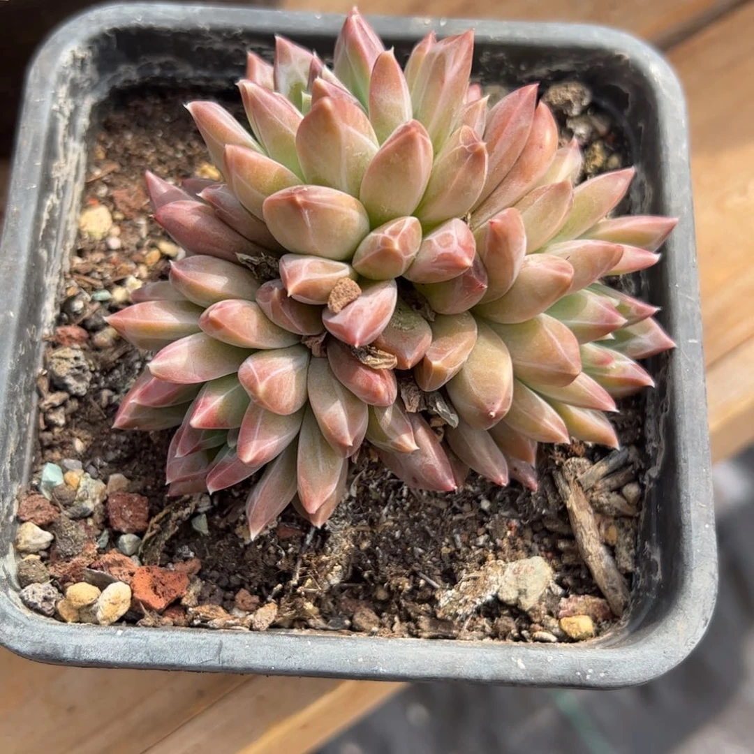 幻影美人多肉植物好看