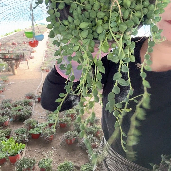 <**>情人泪11111111