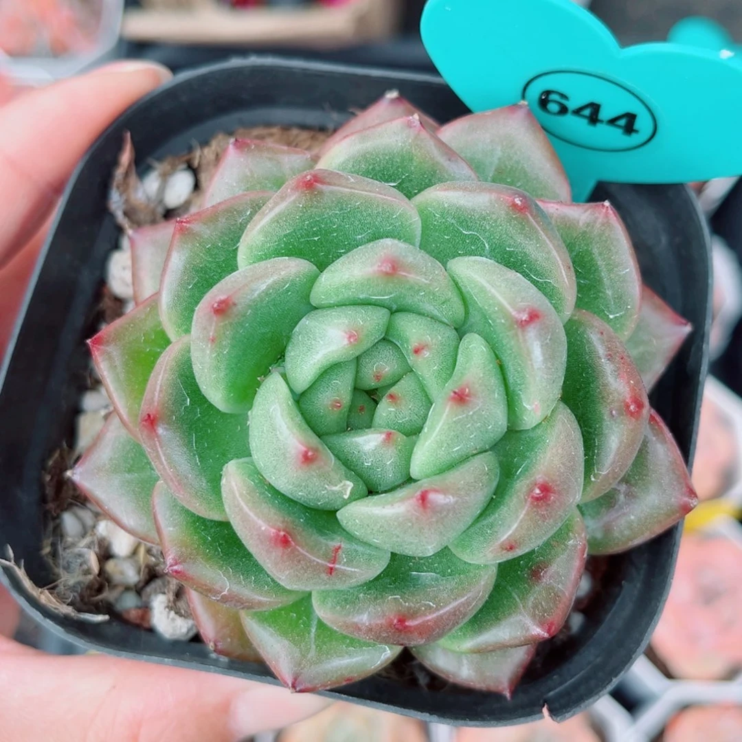 昱***语644号小老桩珍妮单头