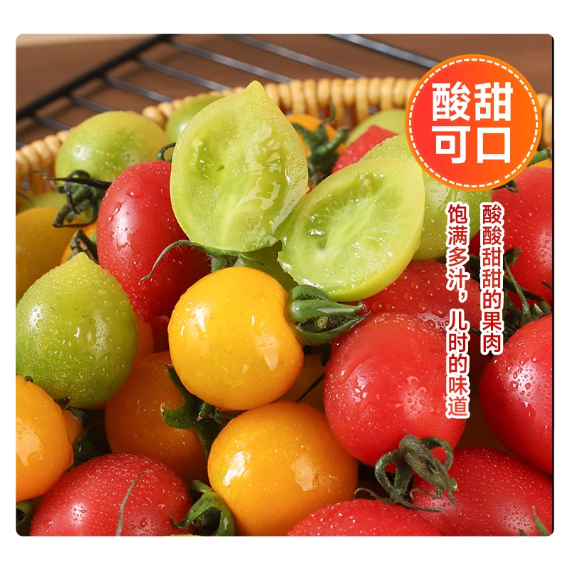 【顺丰包邮】现摘三色小番茄组合香甜爆汁圣女果产地直发新鲜水果