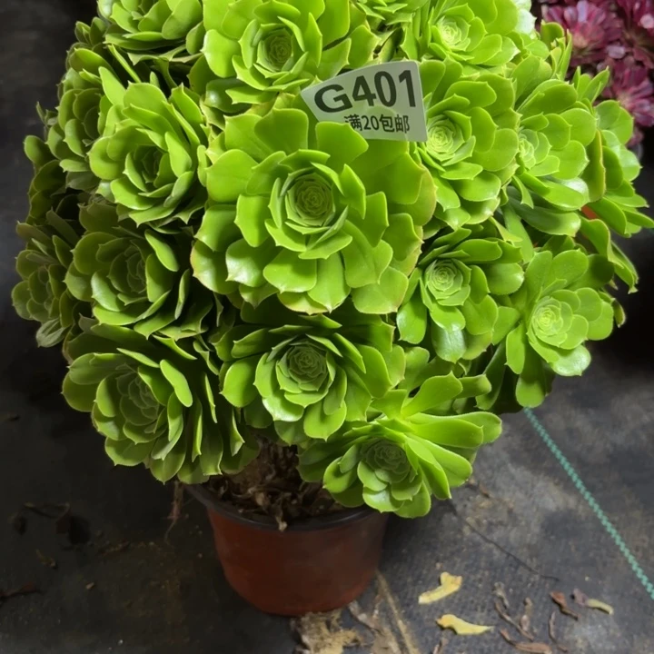 瑞妈一物一拍401