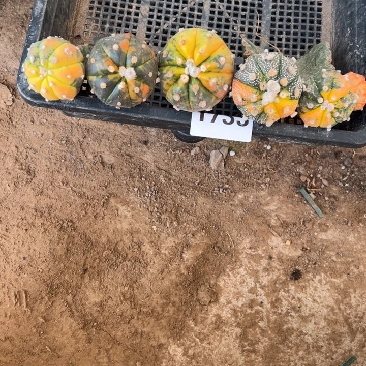 兜锦仙人球组合1733号