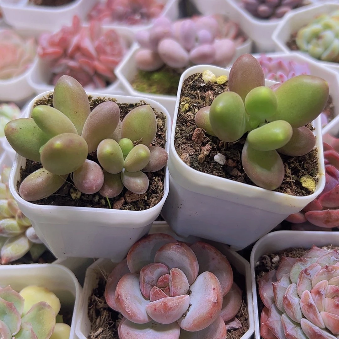 瞒芒果奶一单一双19包邮