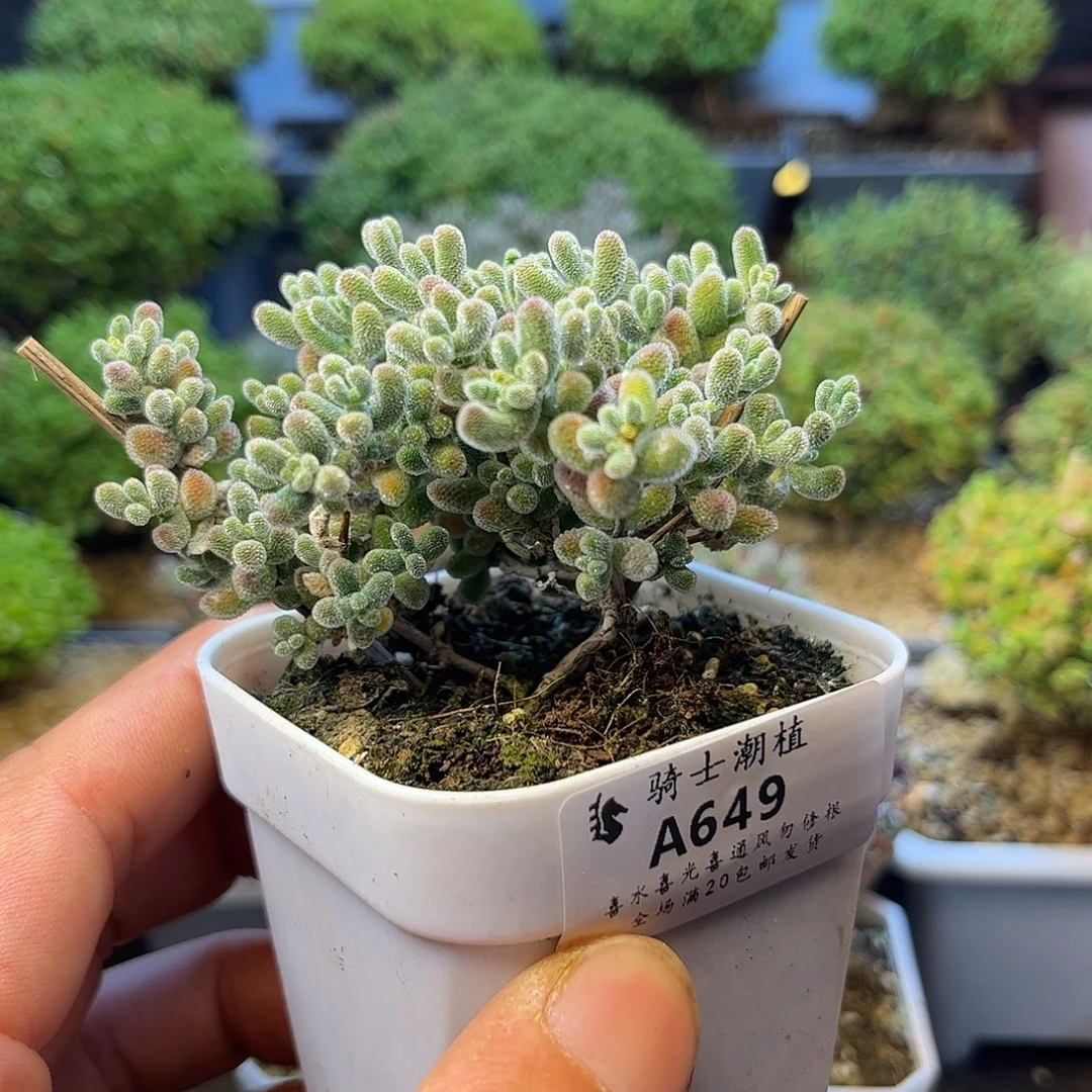 649优选冰晶枝干番杏