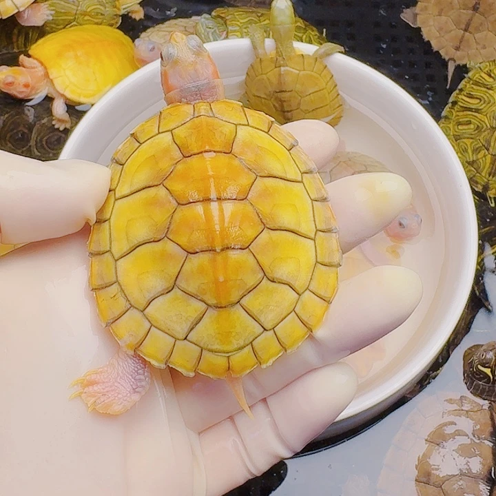 睡***了绿毛龟母1111111111