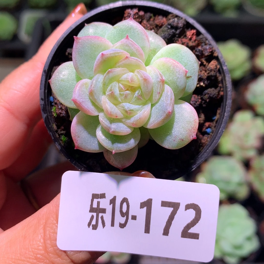 乐然19-172 珍妮新品