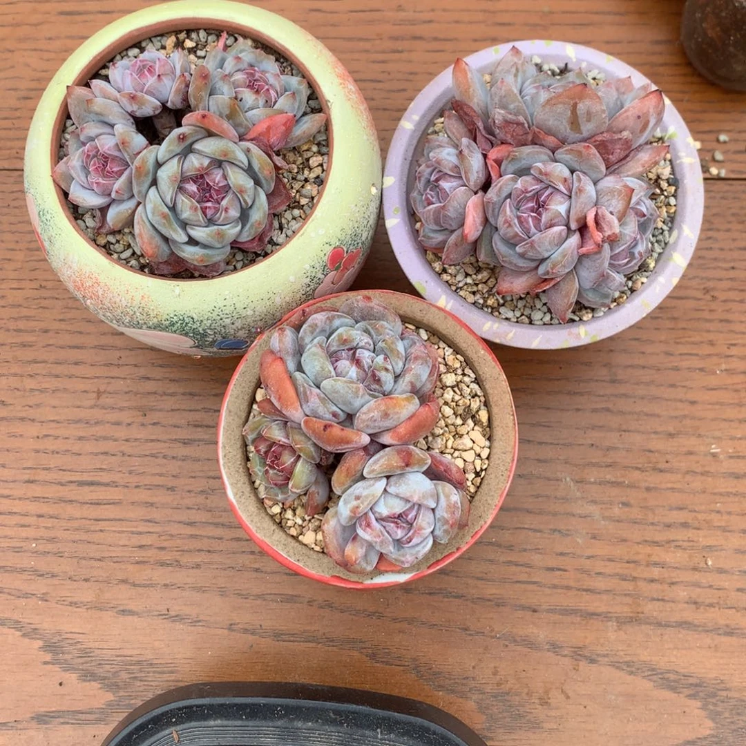 菲****士菲菲的石榴籽星影多肉三颗