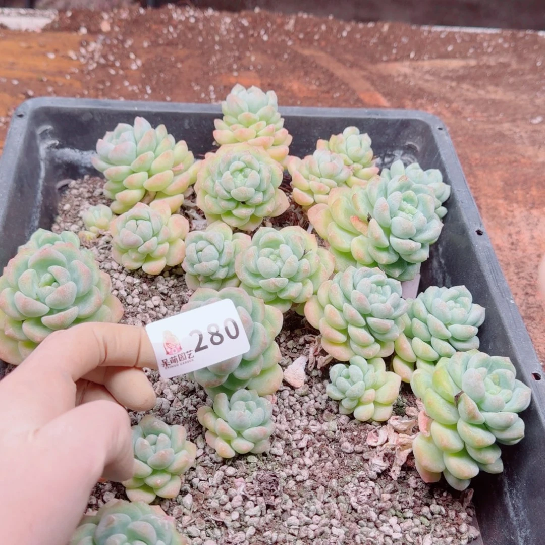 溺****多肉植物多肉植物