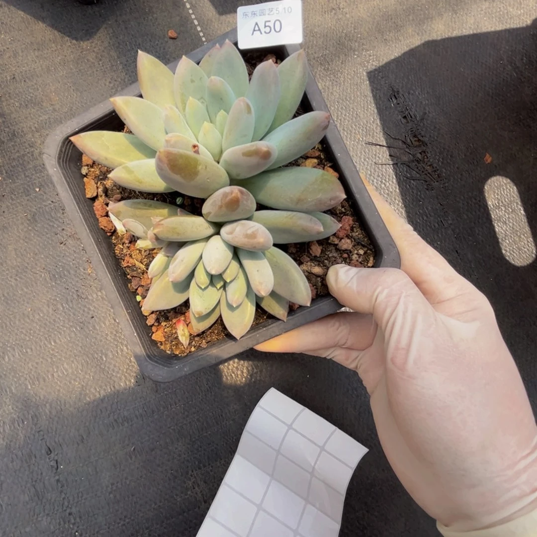 a a a a a a a a a 50