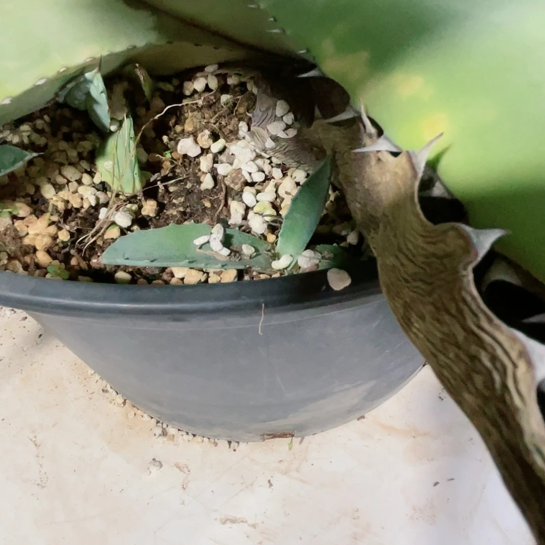 K***o实生赤牙龙小苗龙舌兰