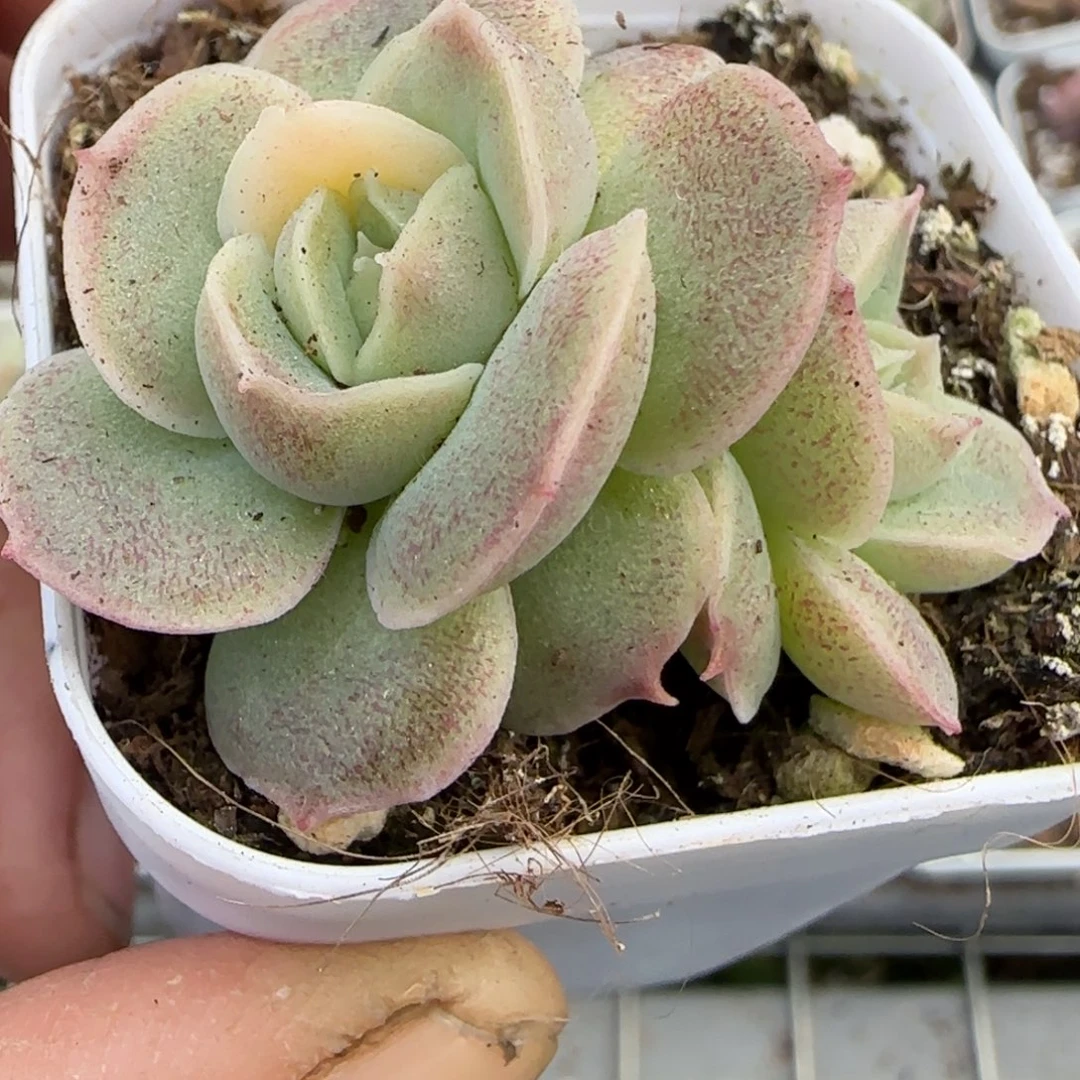 多肉小卡拉米糖心一物一拍。