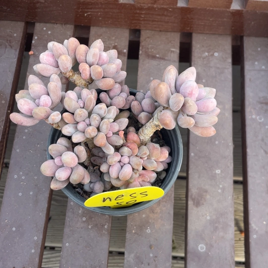 n***s桃花奶酪li寄养出50