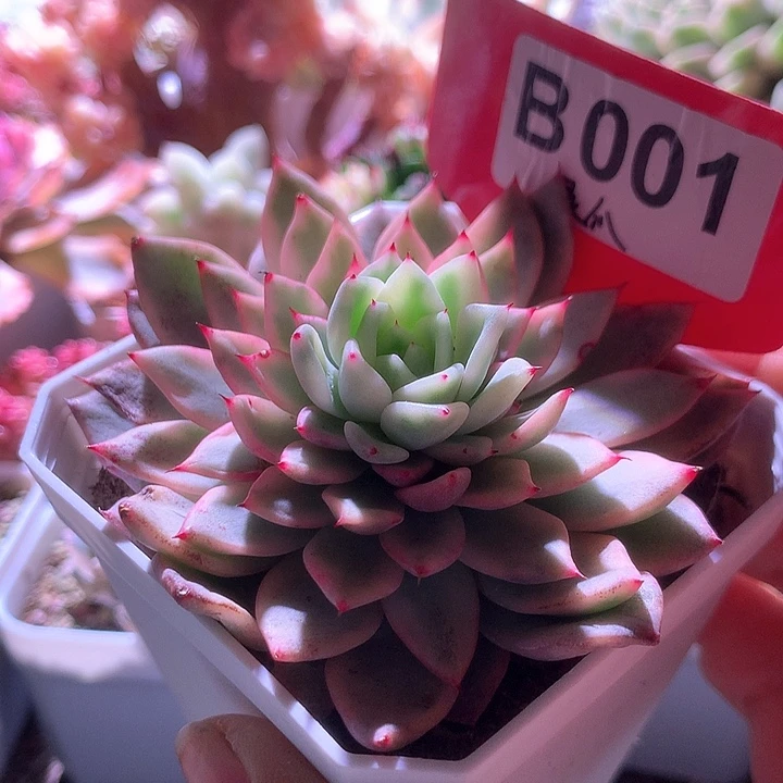 绿爪覆轮锦有根有