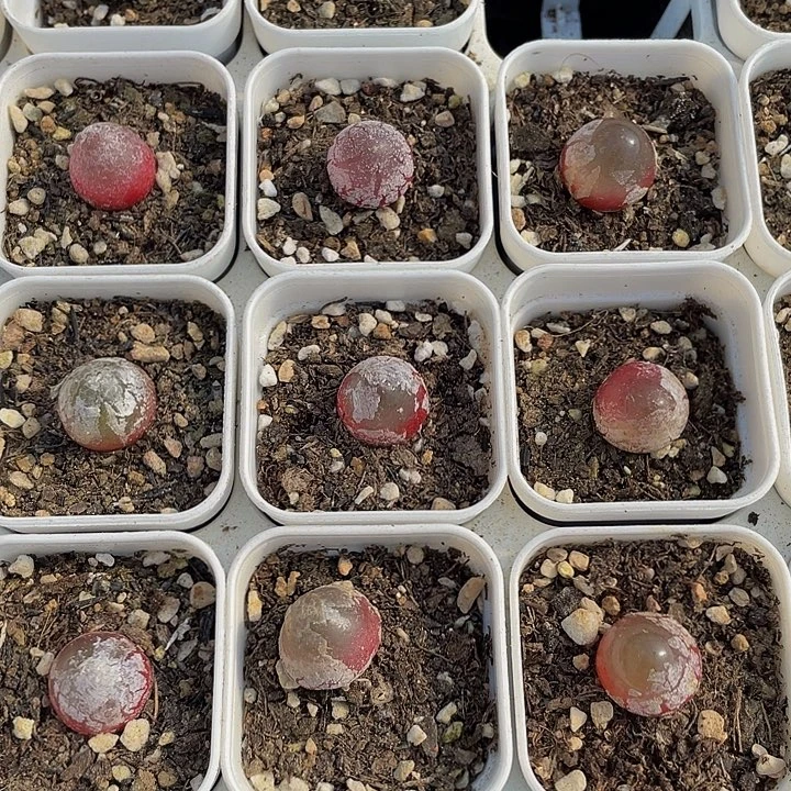 灯泡5.8带盆土发货