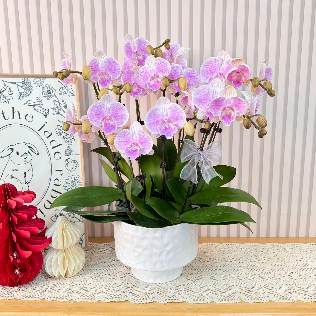 【爱丽丝】欧品福纳瑞 蝴蝶兰 源头基地直发 年宵花级别 新年礼品