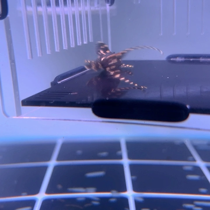 R***冷清道夫鱼8-027白珍珠剑尾一条