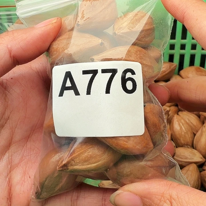 *****手串/手链橄榄核橄榄