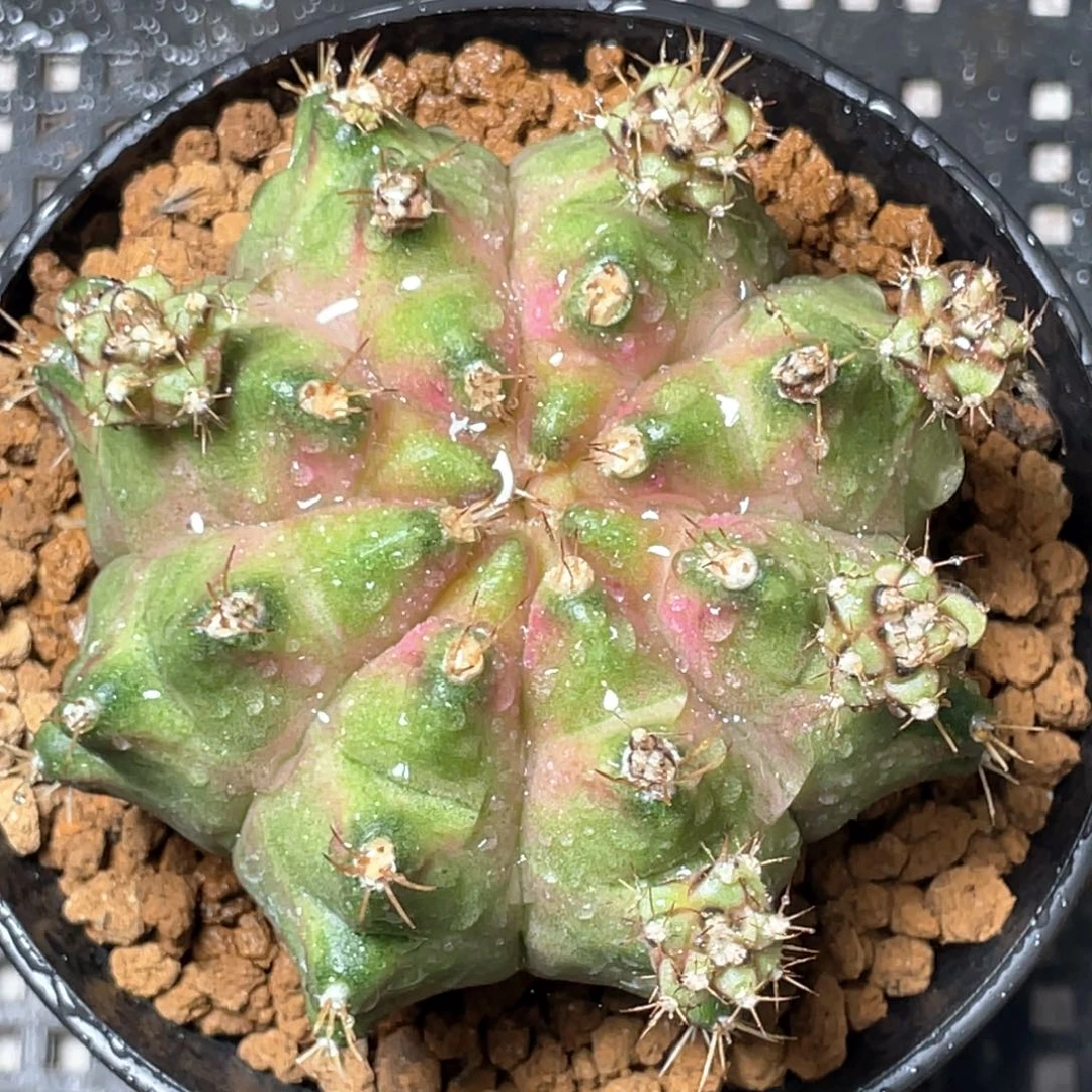 当前无花朵，栽培后可花朵