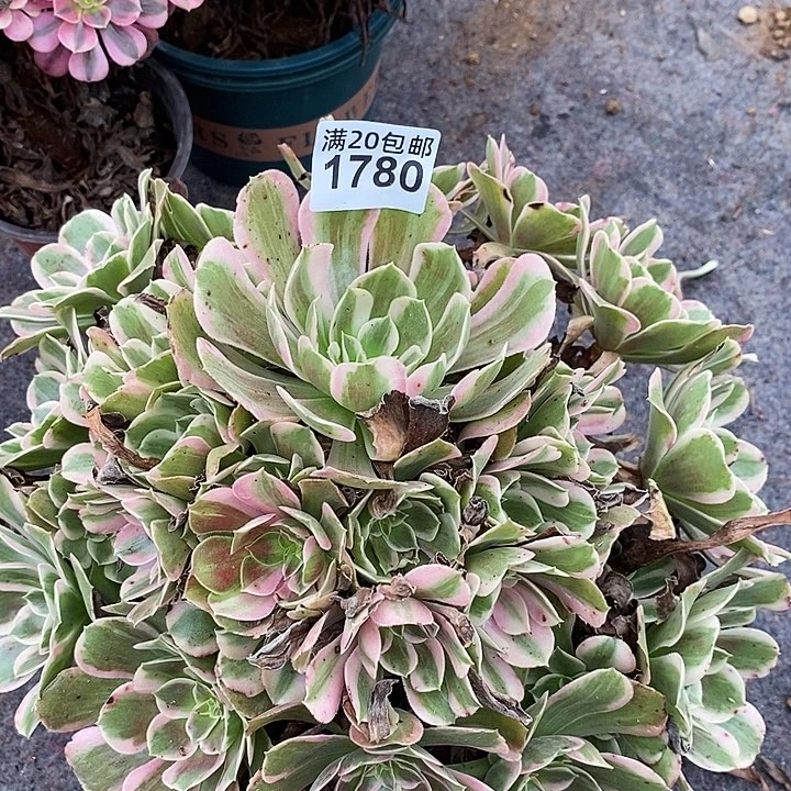 1780 一颗法师多肉