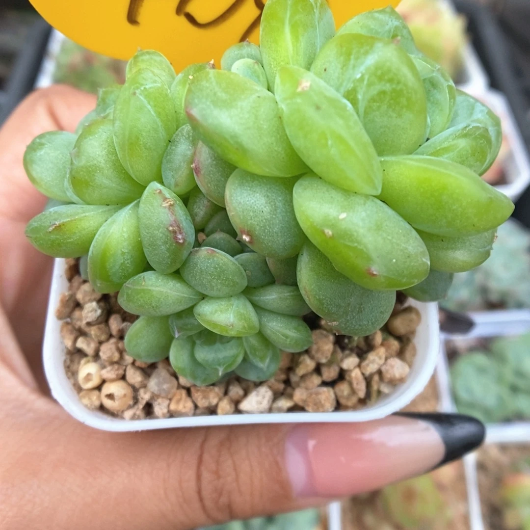 玲珑珍妮群生404号