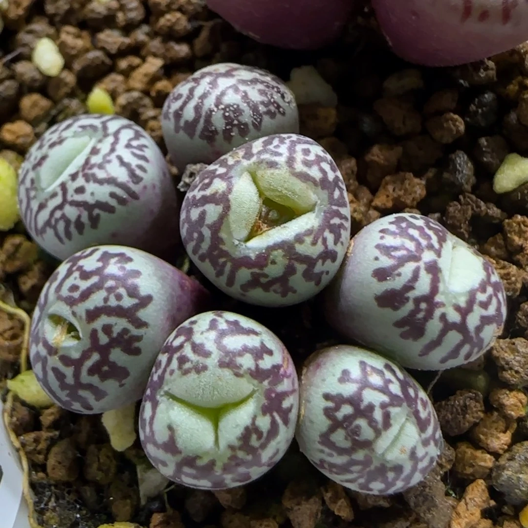 1.5。714墨小锥福利。5018