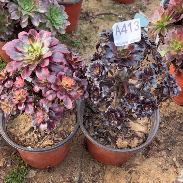 组合2颗多肉植物413