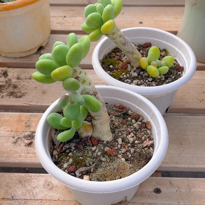 金蝉多肉植物892 39