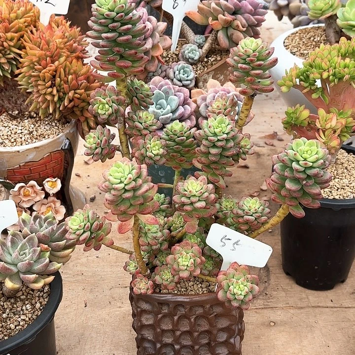 多肉植物，香格里拉55号