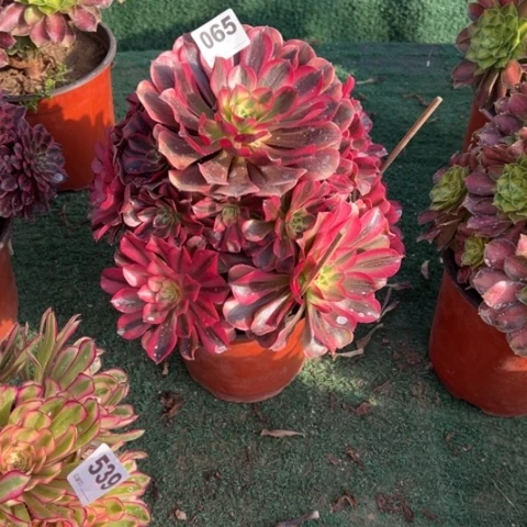 巧***塔065粉杜莎多肉,