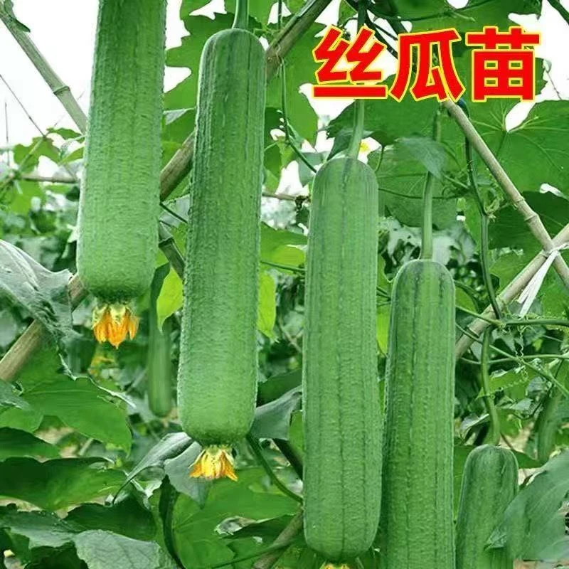 丝瓜苗早熟肉丝瓜苗长香丝瓜清香丝瓜苗阳台家庭院盆栽蔬菜丝瓜苗