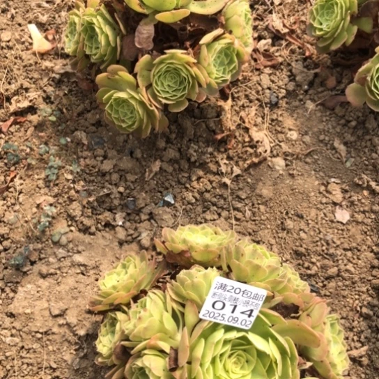用***19.2-14.15雨荷多肉植物2