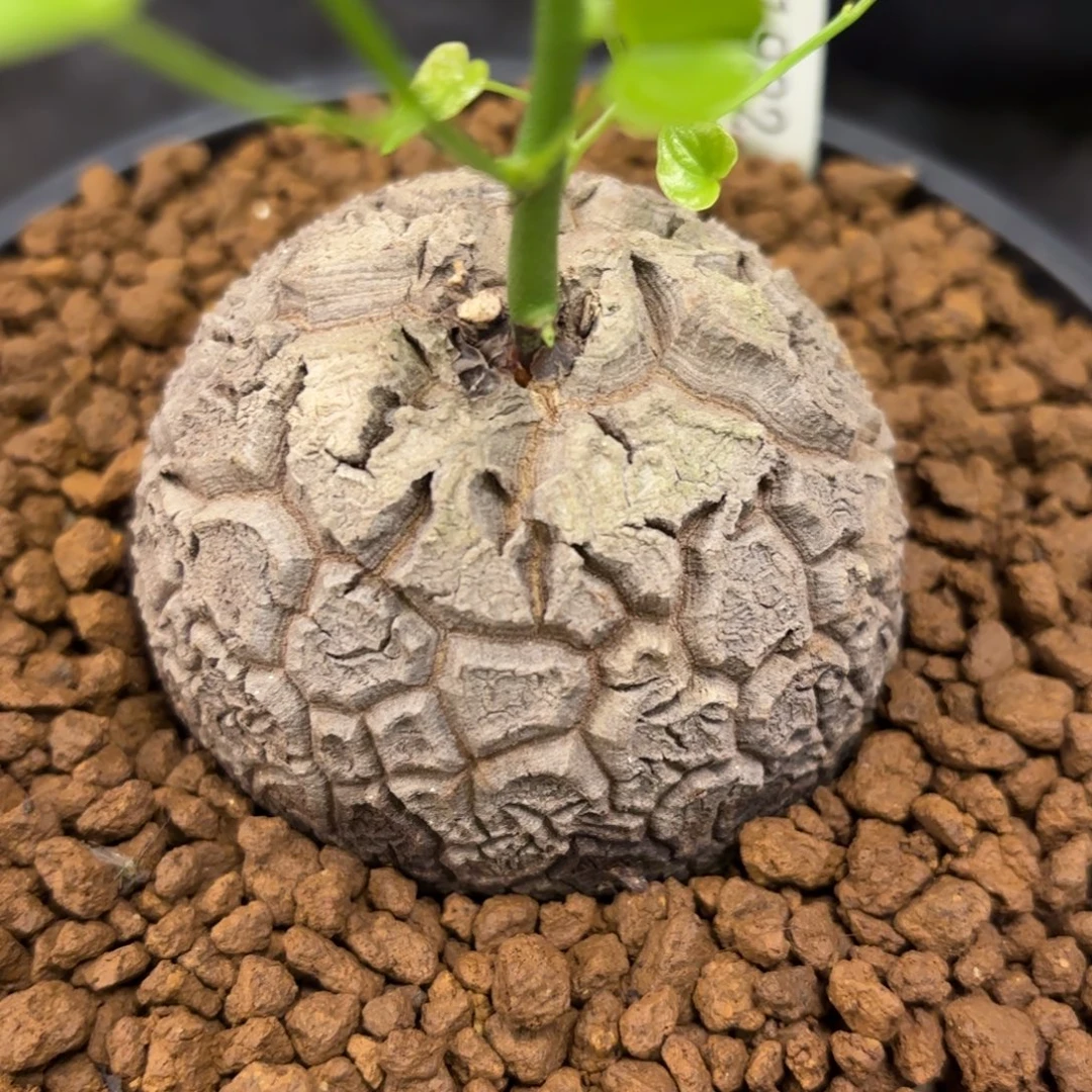 1982号龟甲龙带盆包邮