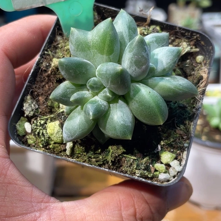 重楼带锦缀359号的啊啊