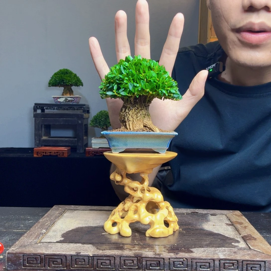 毛***店无花朵黄杨盆景一物一拍