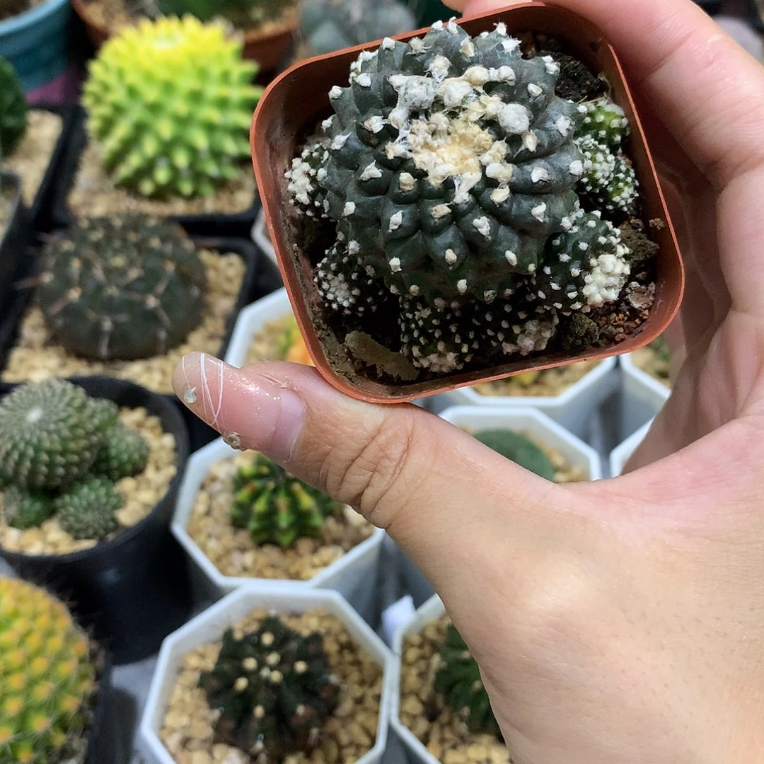 当前无花栽培后可以开花墨蝶仙人球
